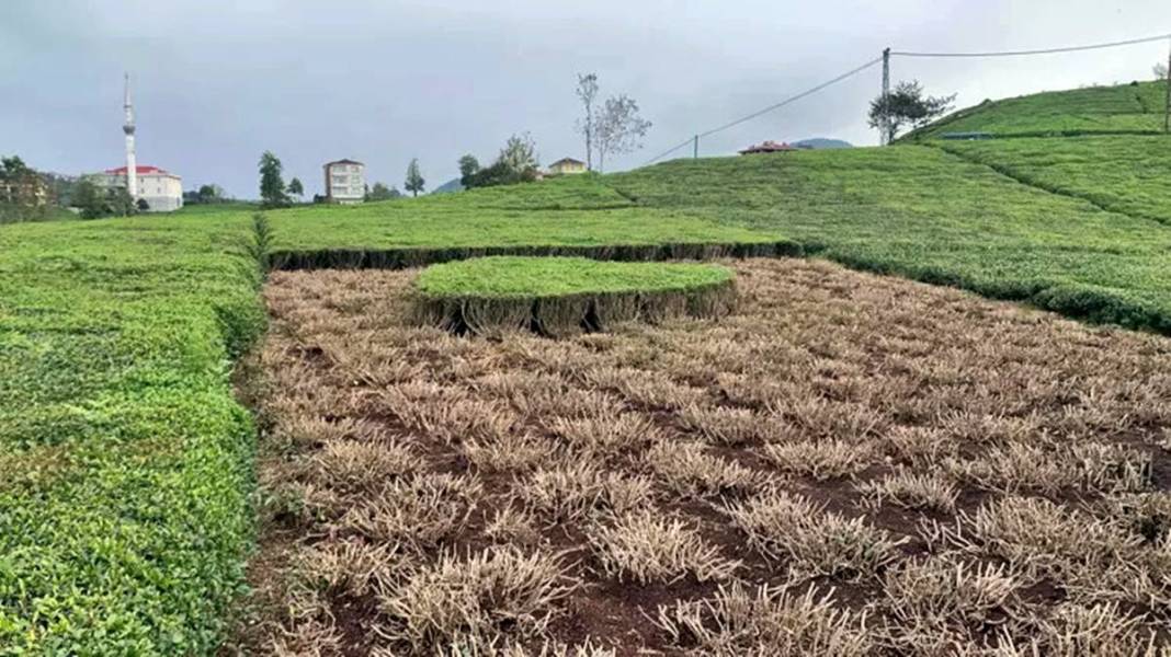 Bahçeyi öyle bir budadı ki eşi gözyaşlarını tutamadı! Sosyal medyada espri bombardımanı yapıldı 4